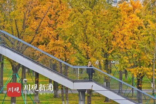 成都银杏树爆料视频最新,揭秘银杏树背后的惊人秘密
