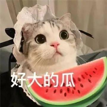 网红吃瓜mm,揭秘娱乐圈幕后真相